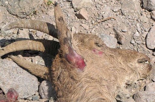 بعد از شیوع «آنفلوانزای پرندگان»، نوبت به شیوع «طاعون» رسید!
