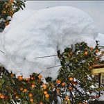 خبرگزاری فارس: مرکبات به مرحله تلخی نرسید