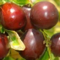 خواص دارویی عناب