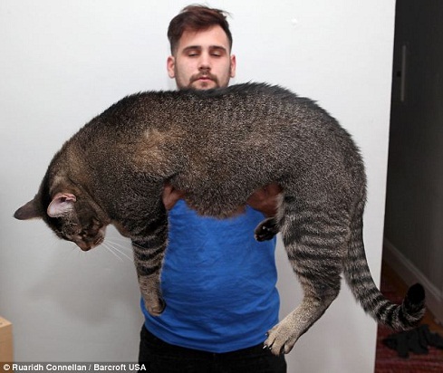 چاق ترین گربه جهان!/ عکس