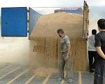 خرید بیش از 60 هزارتن گندم مازاد برنیاز کشاورزان در  مازندران