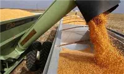 تولید ۱۱۵۰ تن گندم در قائم شهر