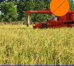 برداشت برنج در بیش از 40 هزار هکتار از شالیزارهای مازندران
