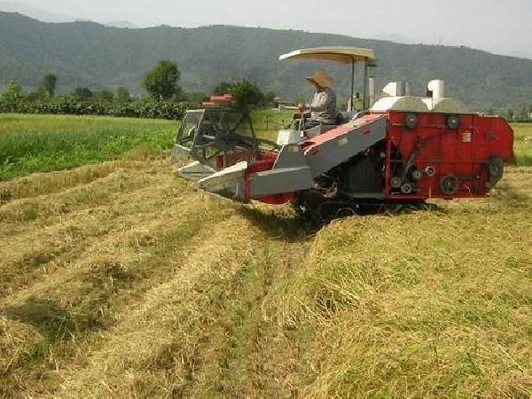مبارزه با آفات و بیماری‌ها در ۶۷ هزار هکتار مزارع گندم مازندران