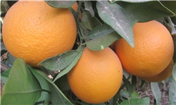روزانه ۱۷ محموله پرتقال از قائمشهر صادر می‌شود