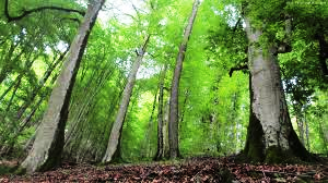 80 مقاله به دبیرخانه همایش ملی مدیریت جنگل‌ها ارسال شد