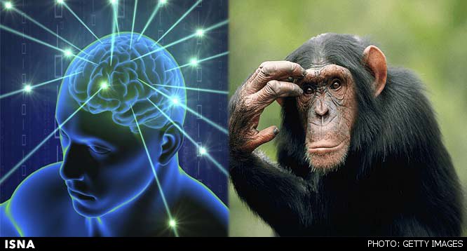 عملکرد مشابه مغز انسان و حیوان در فهم زبان