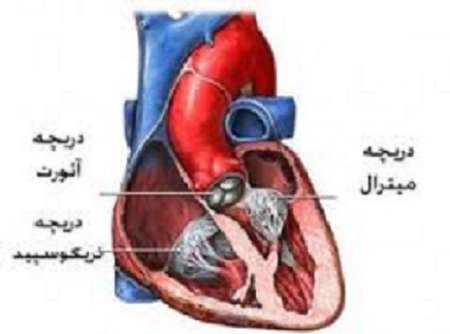 استرس و اضطراب، مهمترین عامل تپش قلب در زنان