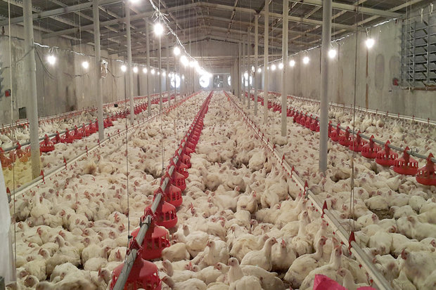 علت تلف شدن ۸۵۰۰ قطعه مرغ در گناباد؟