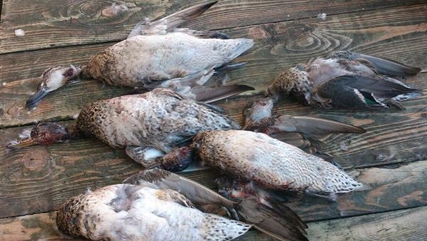 علائم  آنفولانزا فوق حاد پرندگان/ممنوعیت فروش پرندگان شکاری