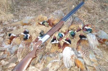 پرونده ۶۴۹ شکارچی غیرمجاز روی میز قضات مازندران