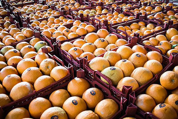افزایش نرخ پرتقال جنوب به ۱۰هزارتومان