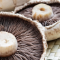 عوارض مصرف قارچ‌های خودرو/ روشی ساده برای تشخیص سمی بودن قارچ وجود ندارد