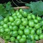 خواص درمانی گوجه سبز