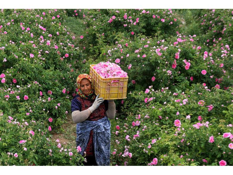 گلستان 280 هکتاری گل محمدی در ساری/ درآمد 450 میلیونی در هر هکتار