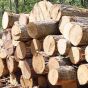 کشف ۲۰ تن چوب جنگلی قاچاق در قائمشهر