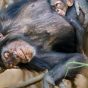 به خواب رفتن بچه شامپانزه در آغوش مادرش و روی درخت+ تصویر