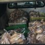 کشف و معدوم ۴۰۰ کیلو گرم مرغ سنتی کشتار شده غیر بهداشتی در ساری